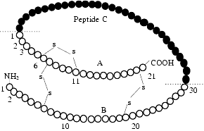 proinsulina